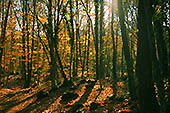 H&ouml;stskog - foto av Eva Bucksch