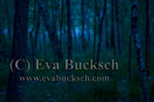 M&ouml;rkervarelser - foto av Eva Bucksch
