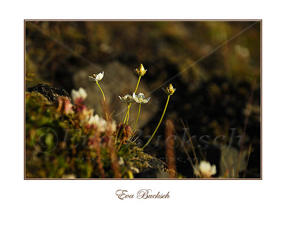 Fj&auml;llblommor - foto av Eva Bucksch