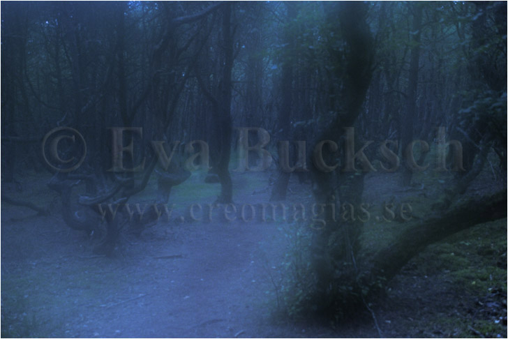 Dr&ouml;mvandring - foto av Eva Bucksch