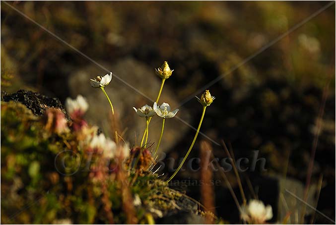 Fj&auml;llblommor - foto av Eva Bucksch