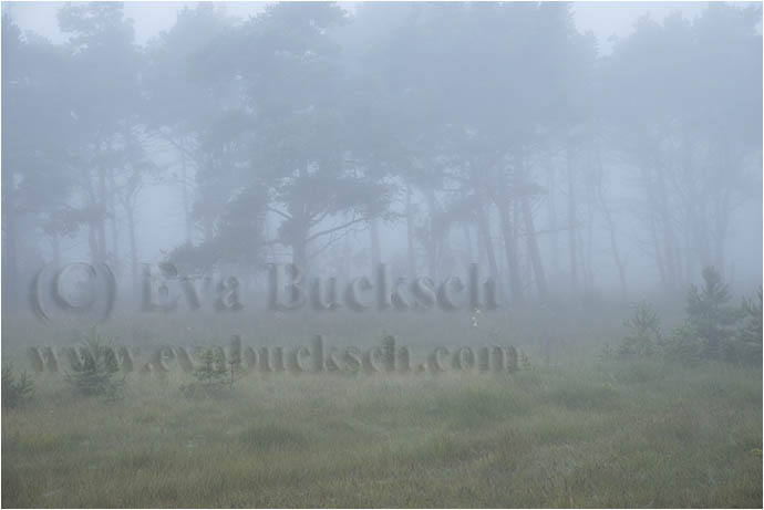 F&ouml;rtrollad - foto av Eva Bucksch