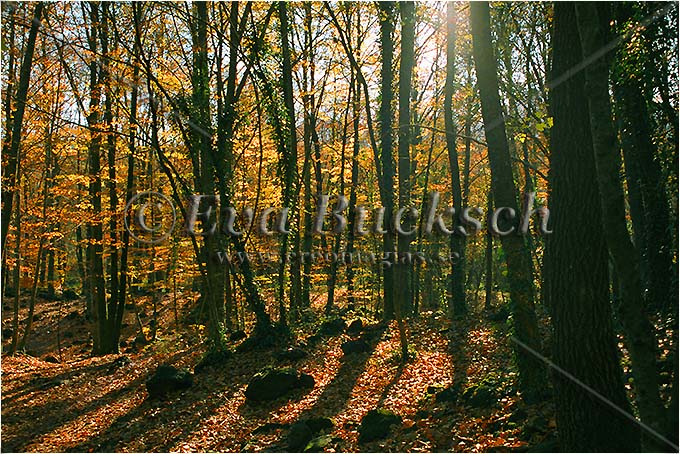 H&ouml;stskog - foto av Eva Bucksch