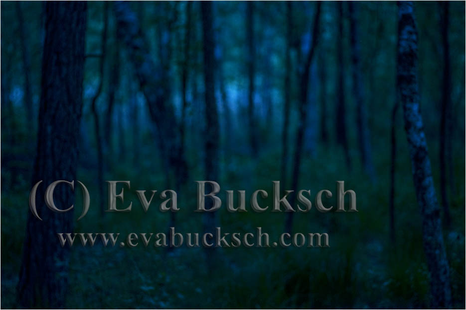 M&ouml;rkervarelser - foto av Eva Bucksch