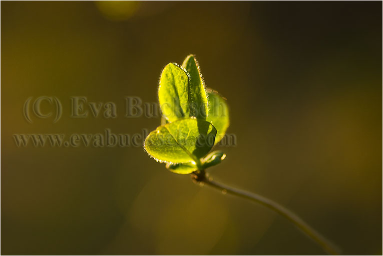 P�nyttf�delse - foto av Eva Bucksch