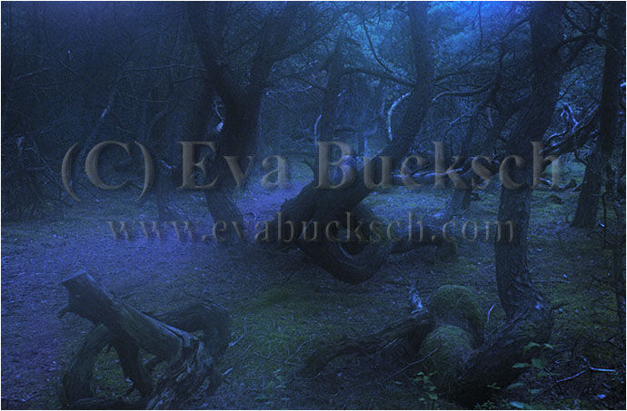 Sp&ouml;kskog - foto av Eva Bucksch