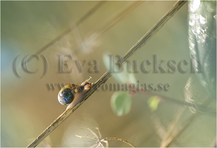 Uppf&ouml;rsbacke - foto av Eva Bucksch