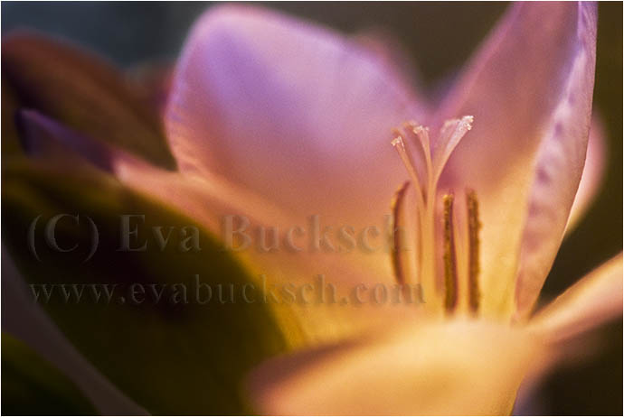 V&auml;xtkraft - foto av Eva Bucksch
